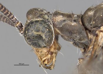 Media type: image;   Entomology 10619 Aspect: head lateral view